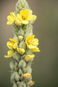 open flowers of the small-flowered Mullein, Verbascum thapsus, Kleinblüten-Mullein, Real Mullein, Marienkerze, Frauenkerze, Wollblume, Kleinblütiges Wollkraut, Himmelsbrand, Torch herb, weather candle, Feldkerze, Brennkraut, close-up, free open flowers of the small-flowered Mullein, Verbascum thapsus, Kleinblüten-Mullein, Real Mullein, Marienkerze, Frauenkerze, Wollblume, Kleinblütiges Wollkraut, Himmelsbrand, Torch herb, weather candle, Feldkerze, Brennkraut, close-up, free